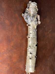 Yellow Birch Bark Tube, Approximately 15 Inches Long by 2 Inches Diameter