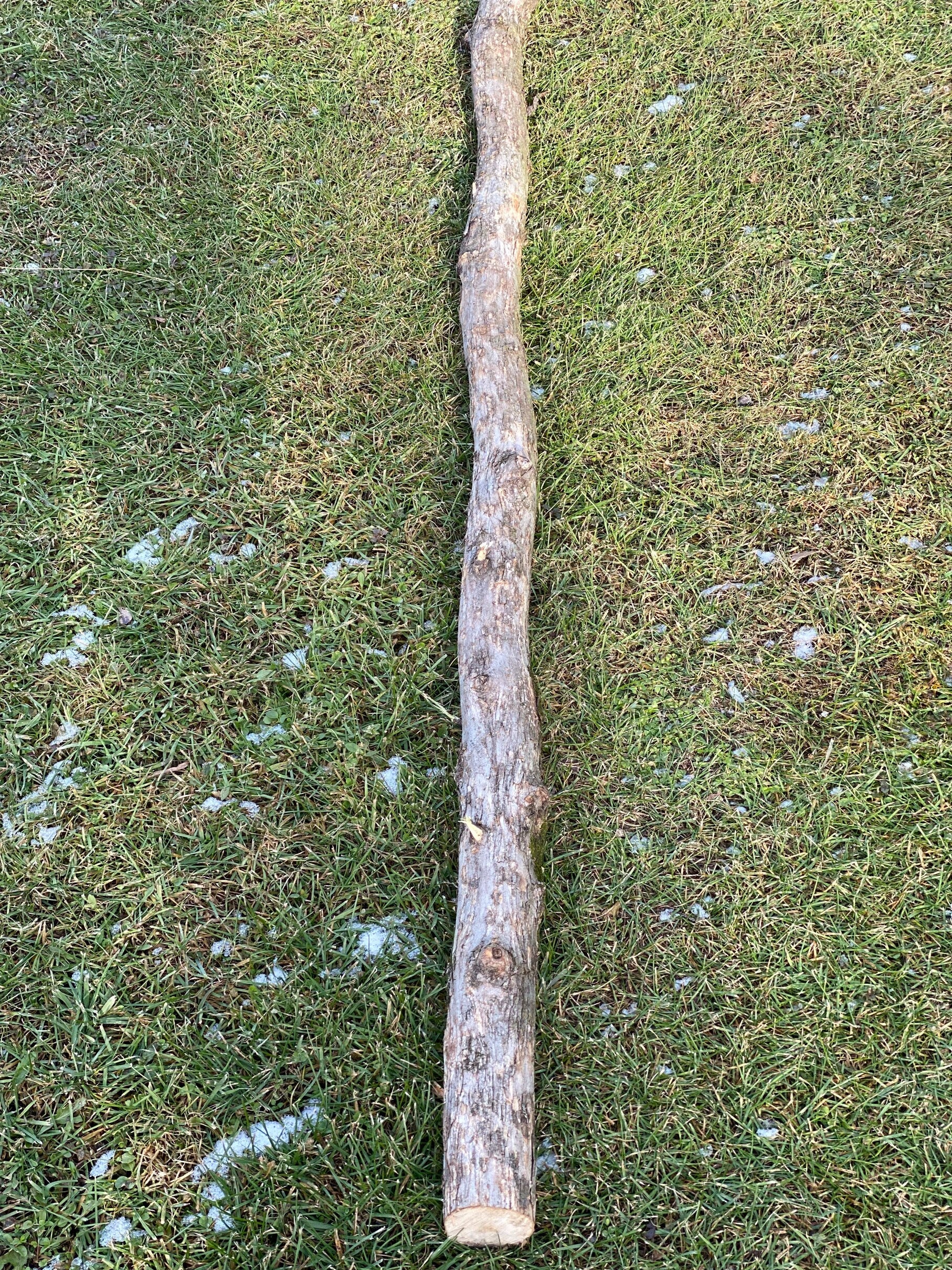 Ironwood Log, Hophornbeam, Approximately 55 Inches Long by About 2.5 Inches in Diameter