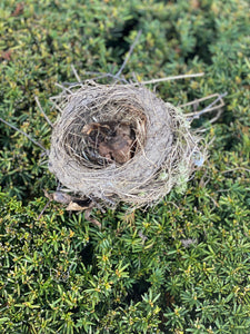 Well-Built Vacant Robins Nest, Softball Size 6 x 5 x 4 Inches