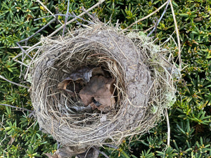 Well-Built Vacant Robins Nest, Softball Size 6 x 5 x 4 Inches