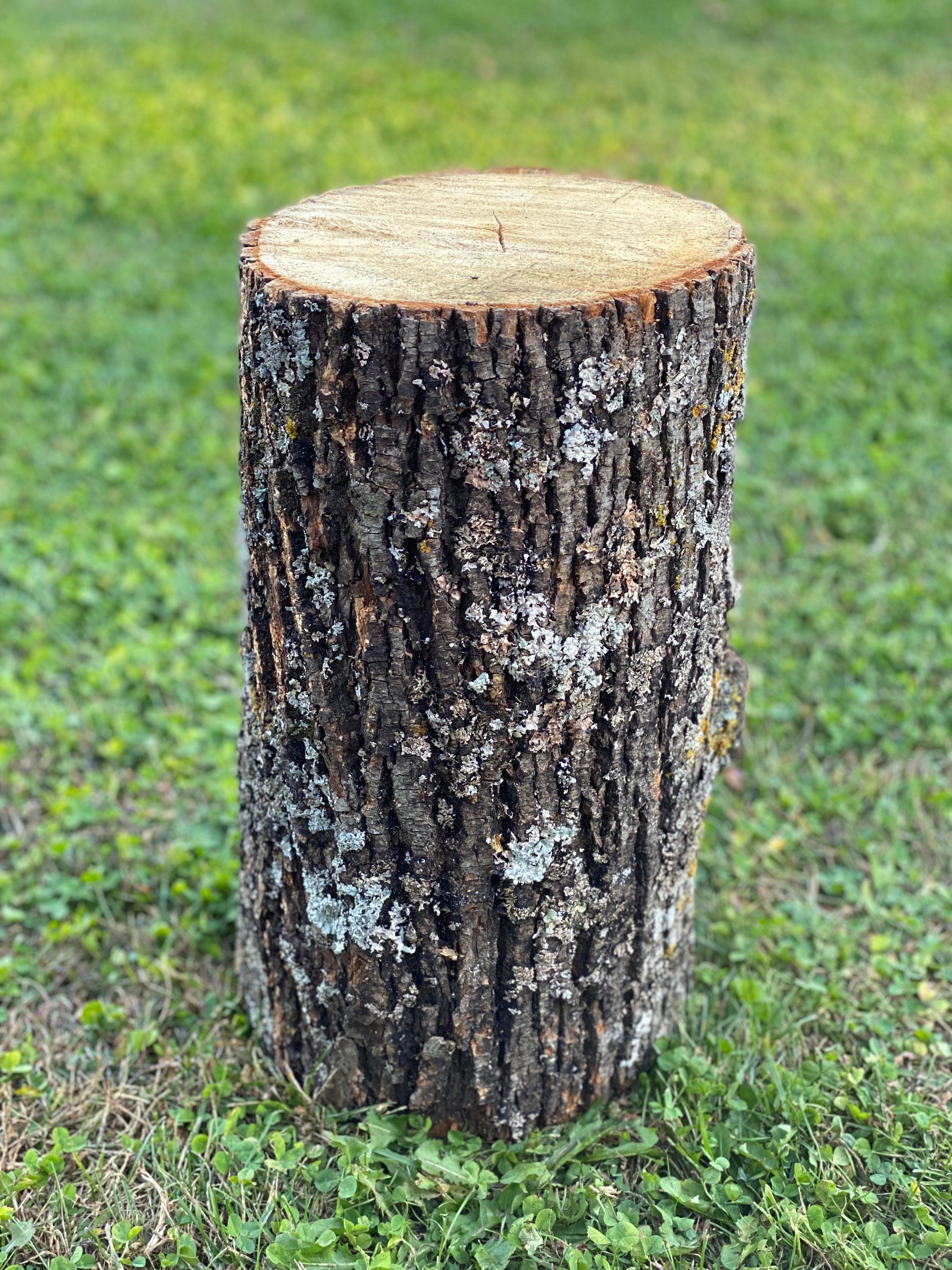 Basswood Log, One Count, About 12 Inches Long by 8 Inches Diameter