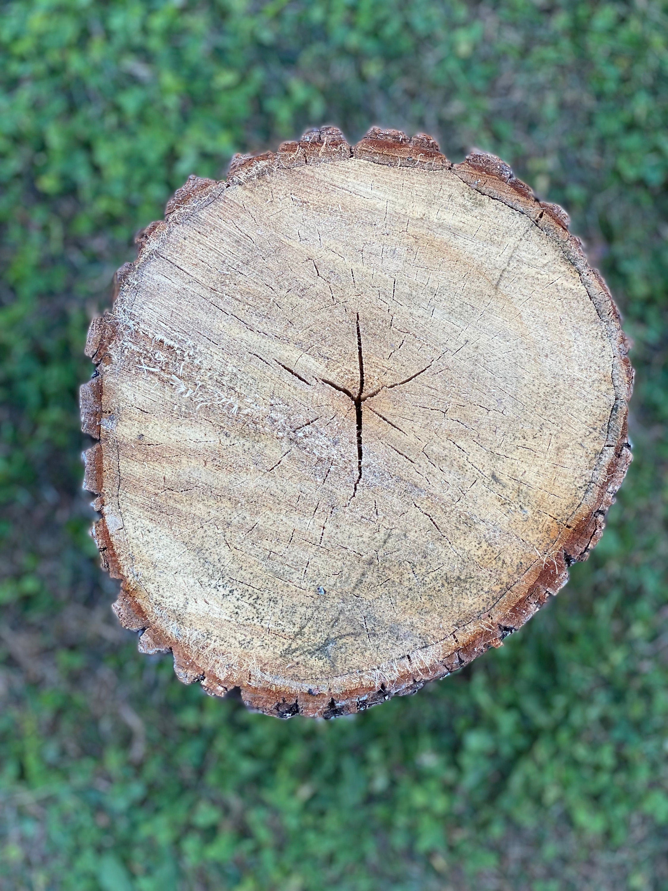 Basswood Log, One Count, About 12 Inches Long by 14 Inches Diameter