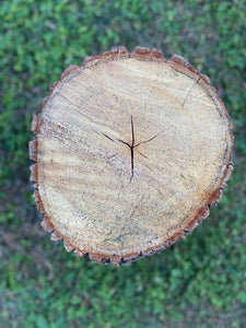 Basswood Log, One Count, About 12 Inches Long by 14 Inches Diameter