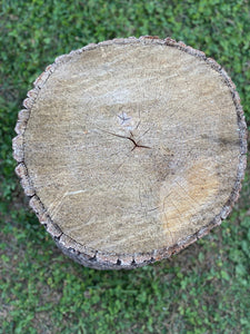 Basswood Log, One Count, About 14 Inches Long by 10 Inches Diameter