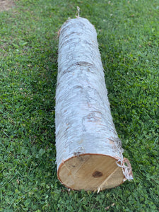 One White Birch Log Approximately 30 Inches Long by 5-6 Inches Diameter
