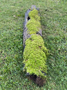 Moss Covered Log, Mossy Log, 49 Inches Long by 8 Inches Wide and 4 Inches High