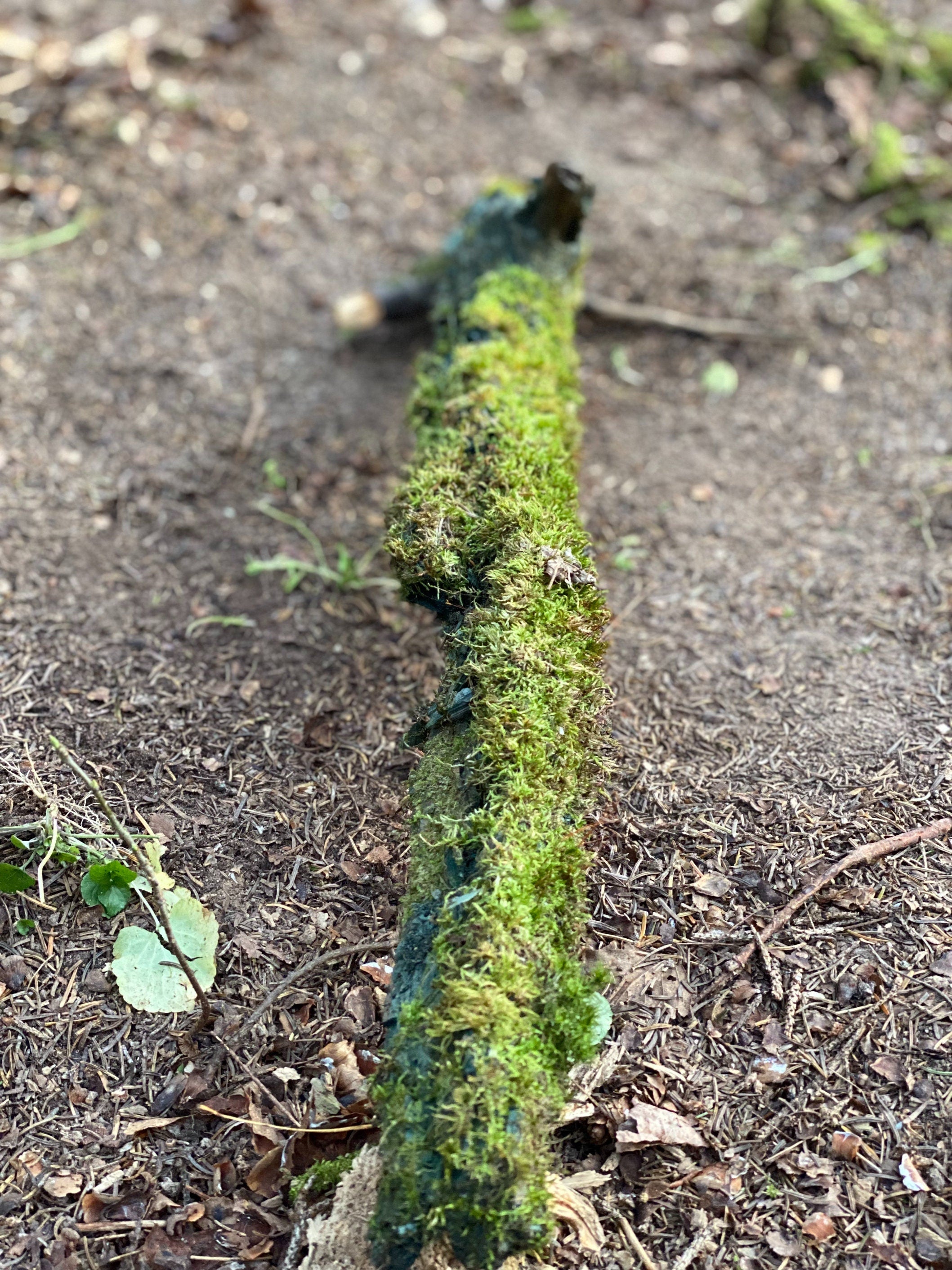 Live Moss on a Blue Colored Log, Mossy Log Approximately 31 Inches Long x 5 Inches Wide x About 3 Inches High