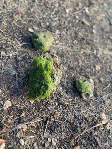 Live Moss Covered Stones, Holy Rocks, Approximately 2-5 Inches in Size