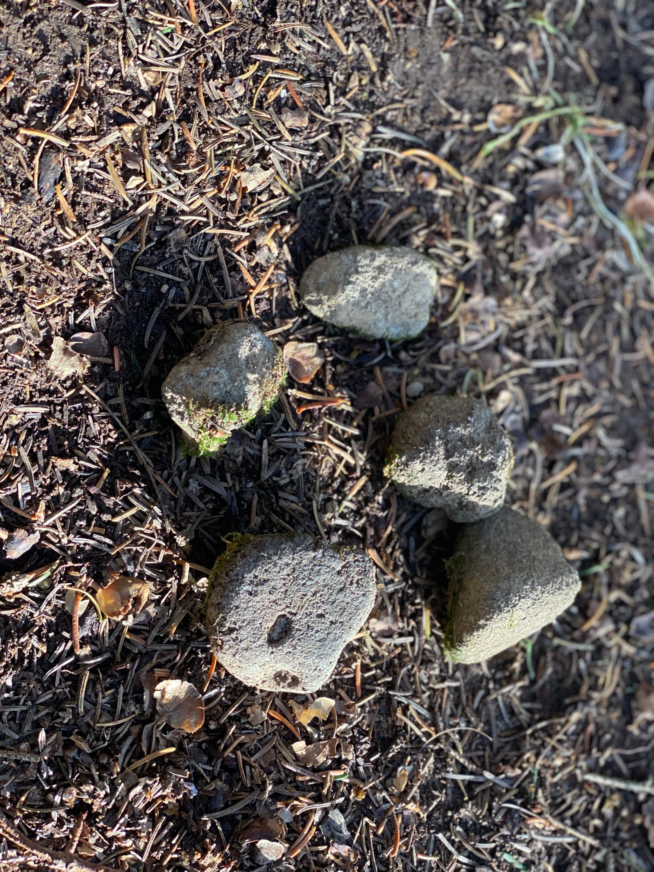 Mossy Rocks, Five Moss Covered Stones, About 1-2 Inches in Size