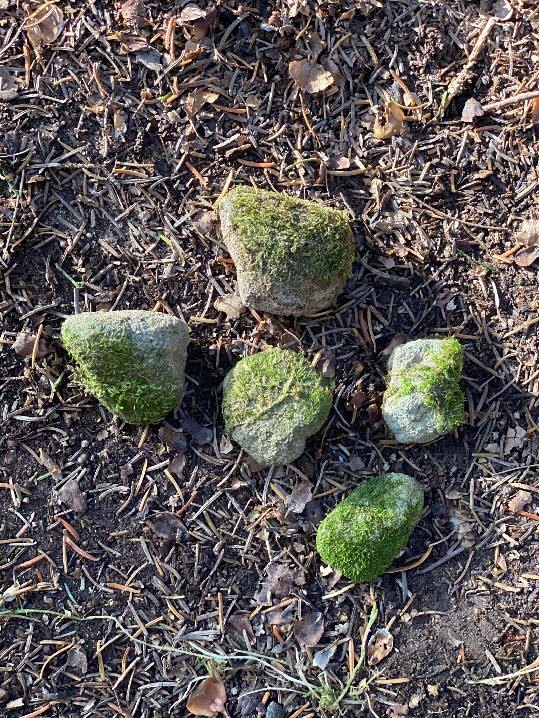 Mossy Rocks, Five Moss Covered Stones, About 1-2 Inches in Size