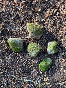 Mossy Rocks, Five Moss Covered Stones, About 1-2 Inches in Size
