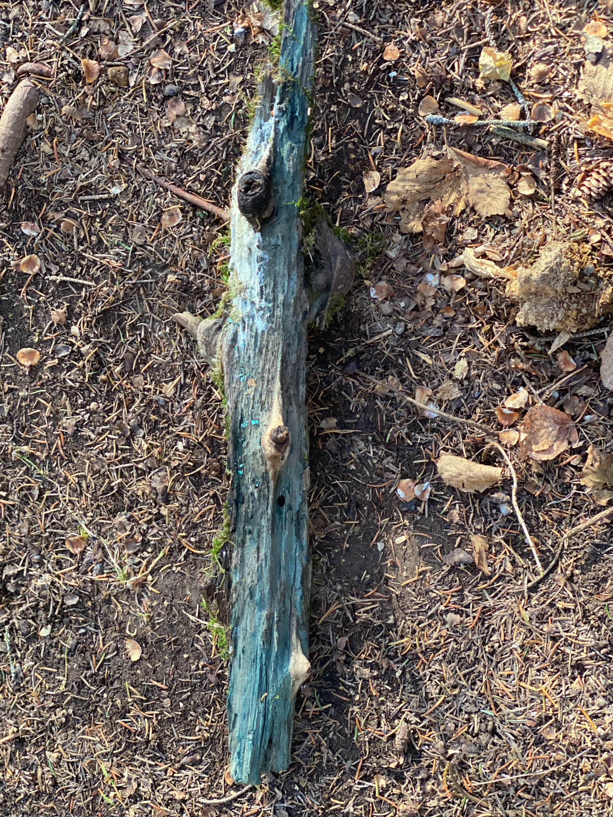 Live Moss on a Blue Colored Log, Mossy Log Approximately 20 Inches Long x 4 Inches Wide x About 2 Inches High