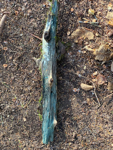 Live Moss on a Blue Colored Log, Mossy Log Approximately 20 Inches Long x 4 Inches Wide x About 2 Inches High