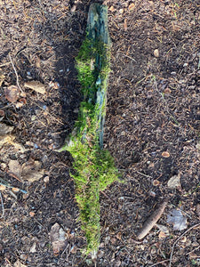 Live Moss on a Blue Colored Log, Mossy Log Approximately 20 Inches Long x 4 Inches Wide x About 2 Inches High