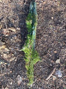 Live Moss on a Blue Colored Log, Mossy Log Approximately 20 Inches Long x 4 Inches Wide x About 2 Inches High