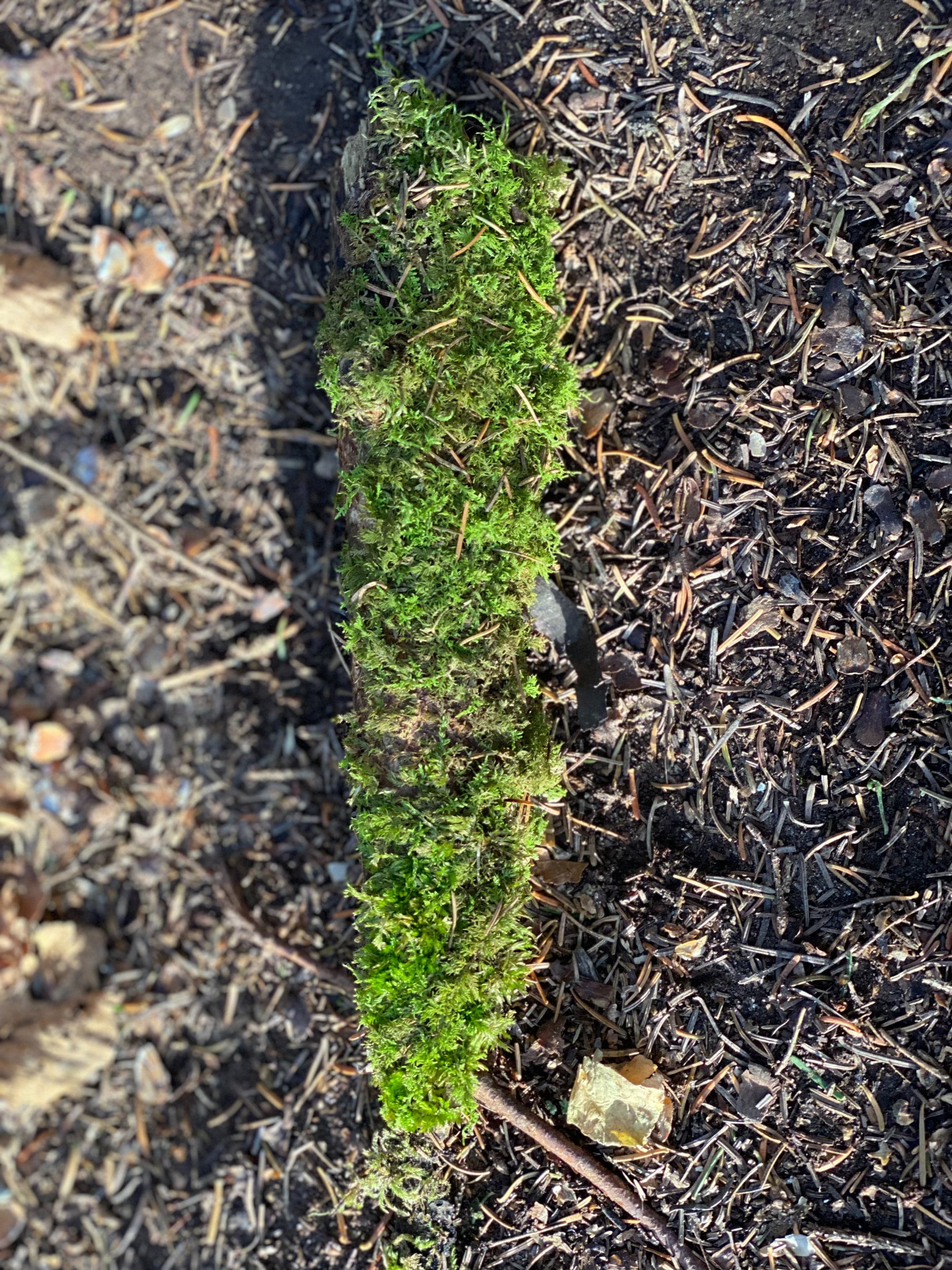 Live Moss Stick, Mossy Stick Approximately 9 Inches Long x 2 Inches Wide x About 2 Inches High