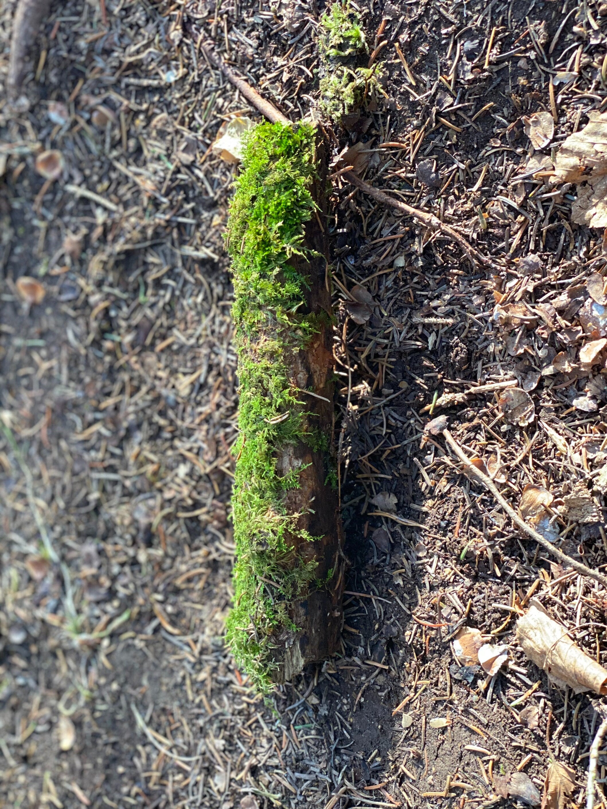 Live Moss Stick, Mossy Stick Approximately 9 Inches Long x 2 Inches Wide x About 2 Inches High