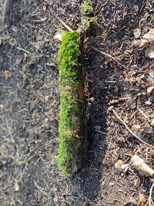 Live Moss Stick, Mossy Stick Approximately 9 Inches Long x 2 Inches Wide x About 2 Inches High