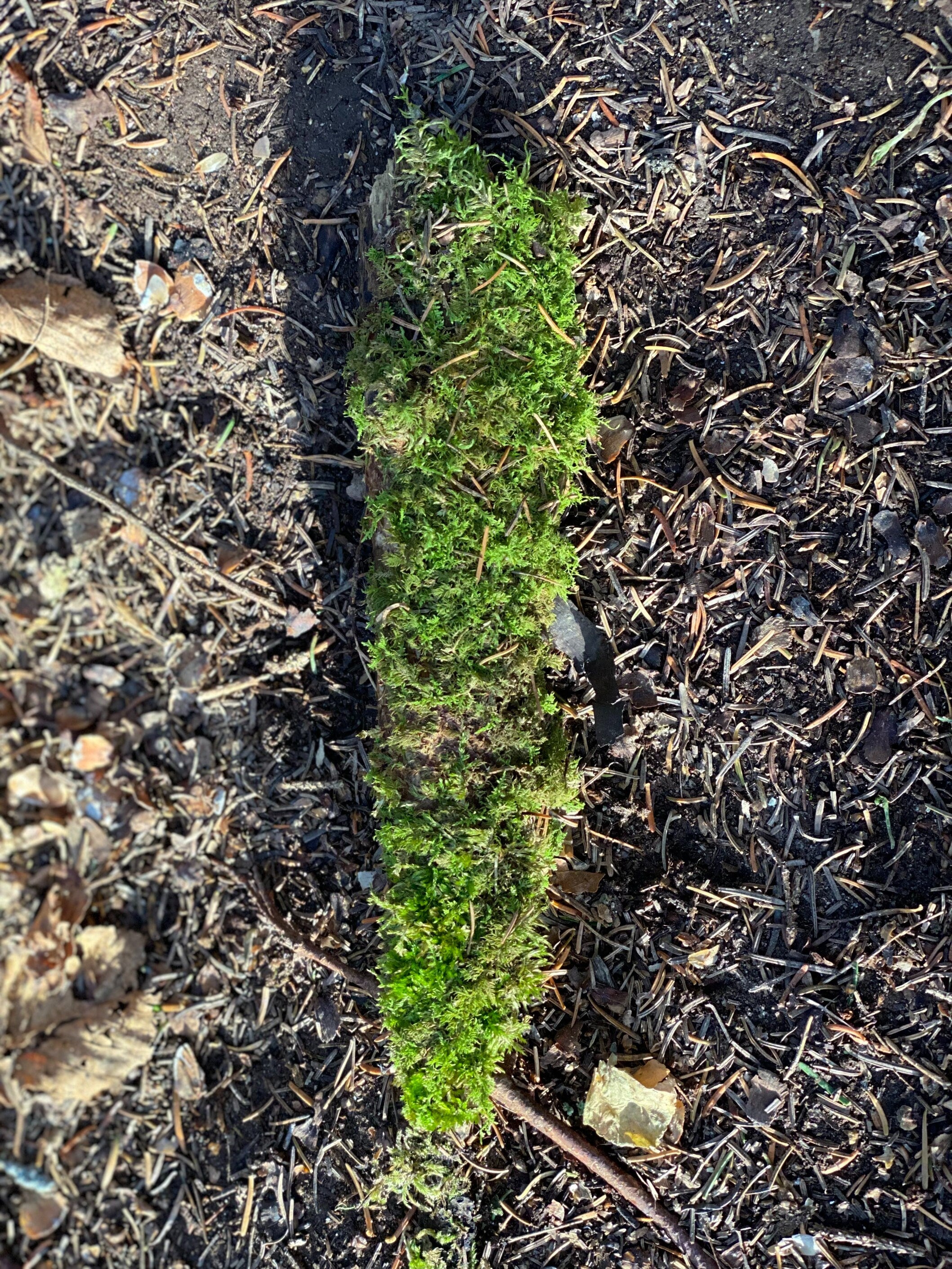 Live Moss Stick, Mossy Stick Approximately 9 Inches Long x 2 Inches Wide x About 2 Inches High