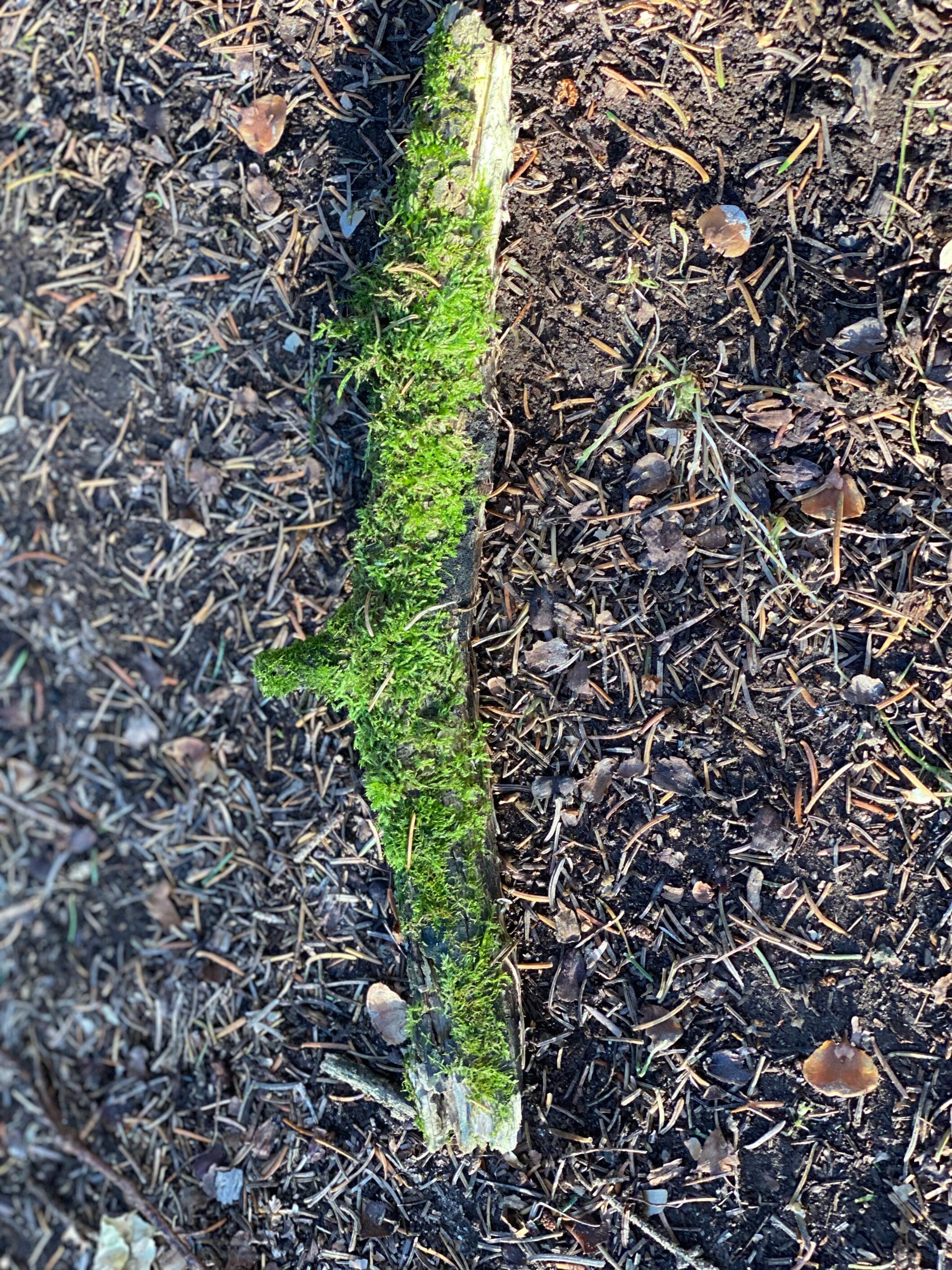 Live Moss Stick, Mossy Stick Approximately 11 Inches Long x 1 Inch Wide x About 1 Inch High
