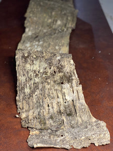 Birch Bark, Large Piece of Yellow Birch Bark Approximately 46 Inches Long by 9 Inches Wide