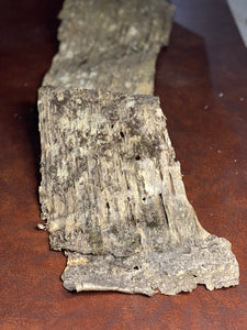 Birch Bark, Large Piece of Yellow Birch Bark Approximately 46 Inches Long by 9 Inches Wide