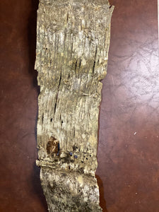 Birch Bark, Large Piece of Yellow Birch Bark Approximately 46 Inches Long by 9 Inches Wide