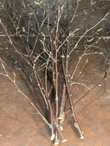 Six Unique Bundles of White Birch Branches with Purple Bark, Approximately 40 Inches in Length