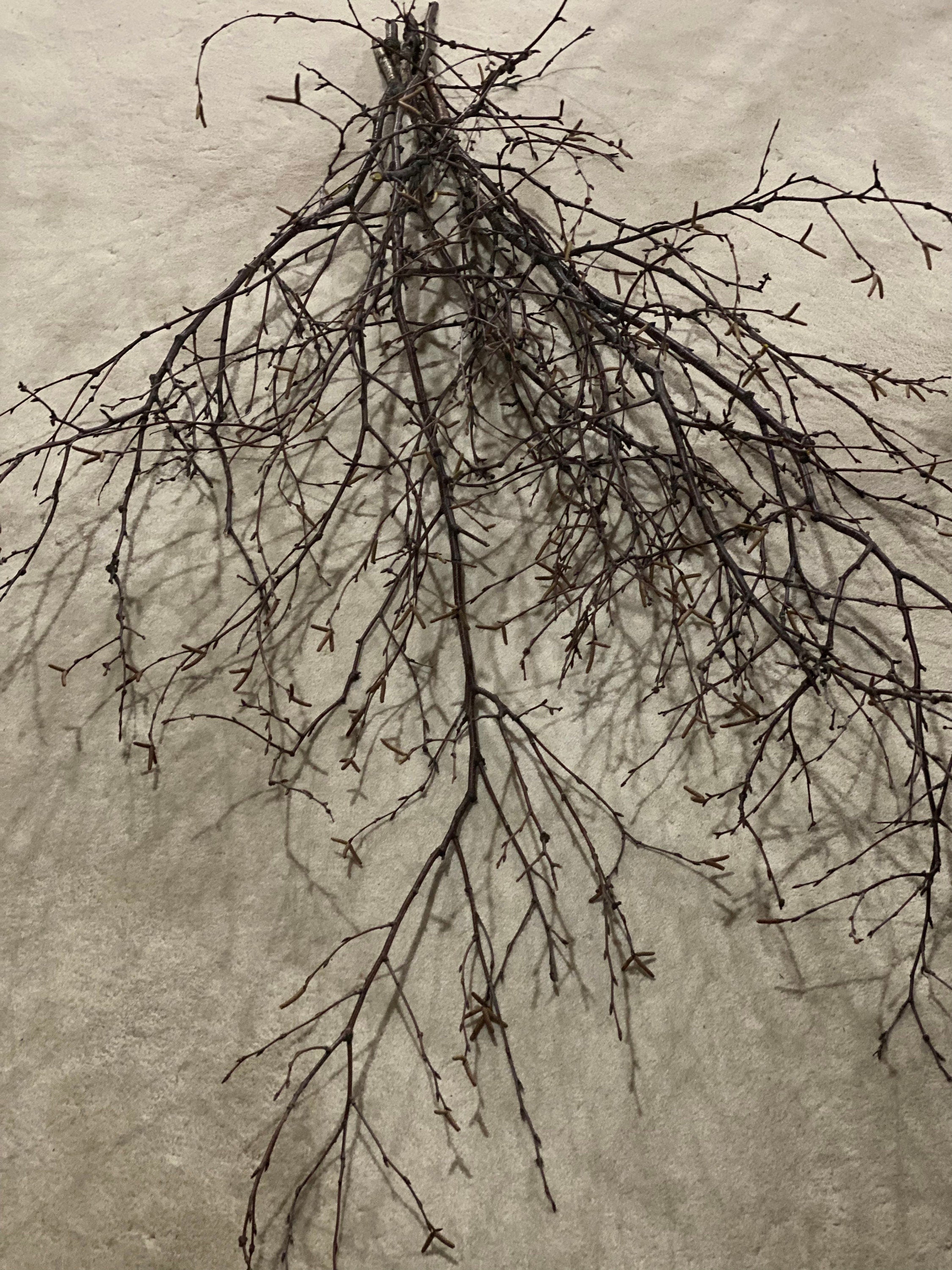 Six Unique Bundles of White Birch Branches with Purple Bark, Approximately 50-60 Inches in Length