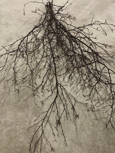 Six Unique Bundles of White Birch Branches with Purple Bark, Approximately 50-60 Inches in Length