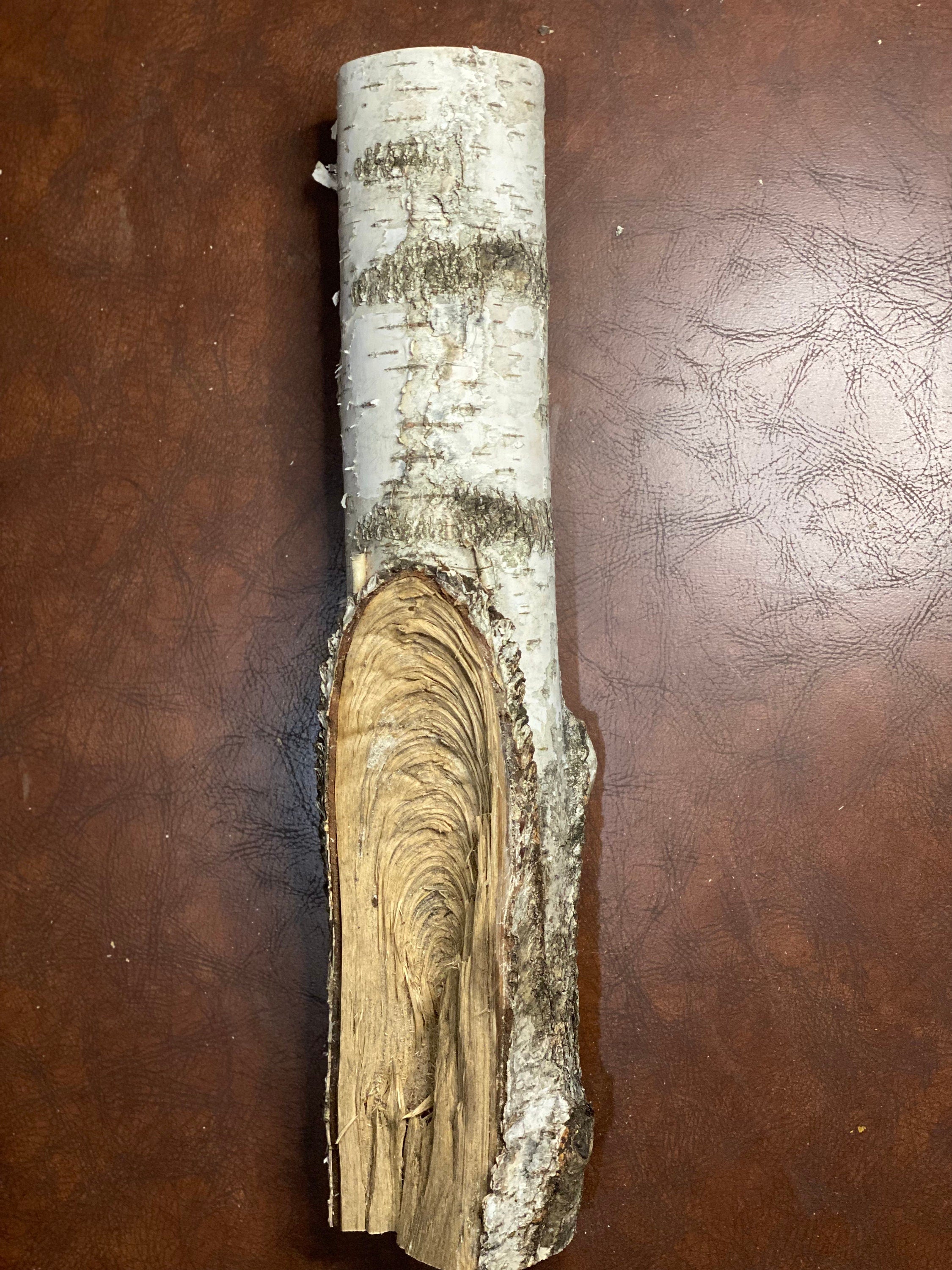 White Birch Log, Approximately 21 Inches Long by 4 Inches Wide and 4 Inches High