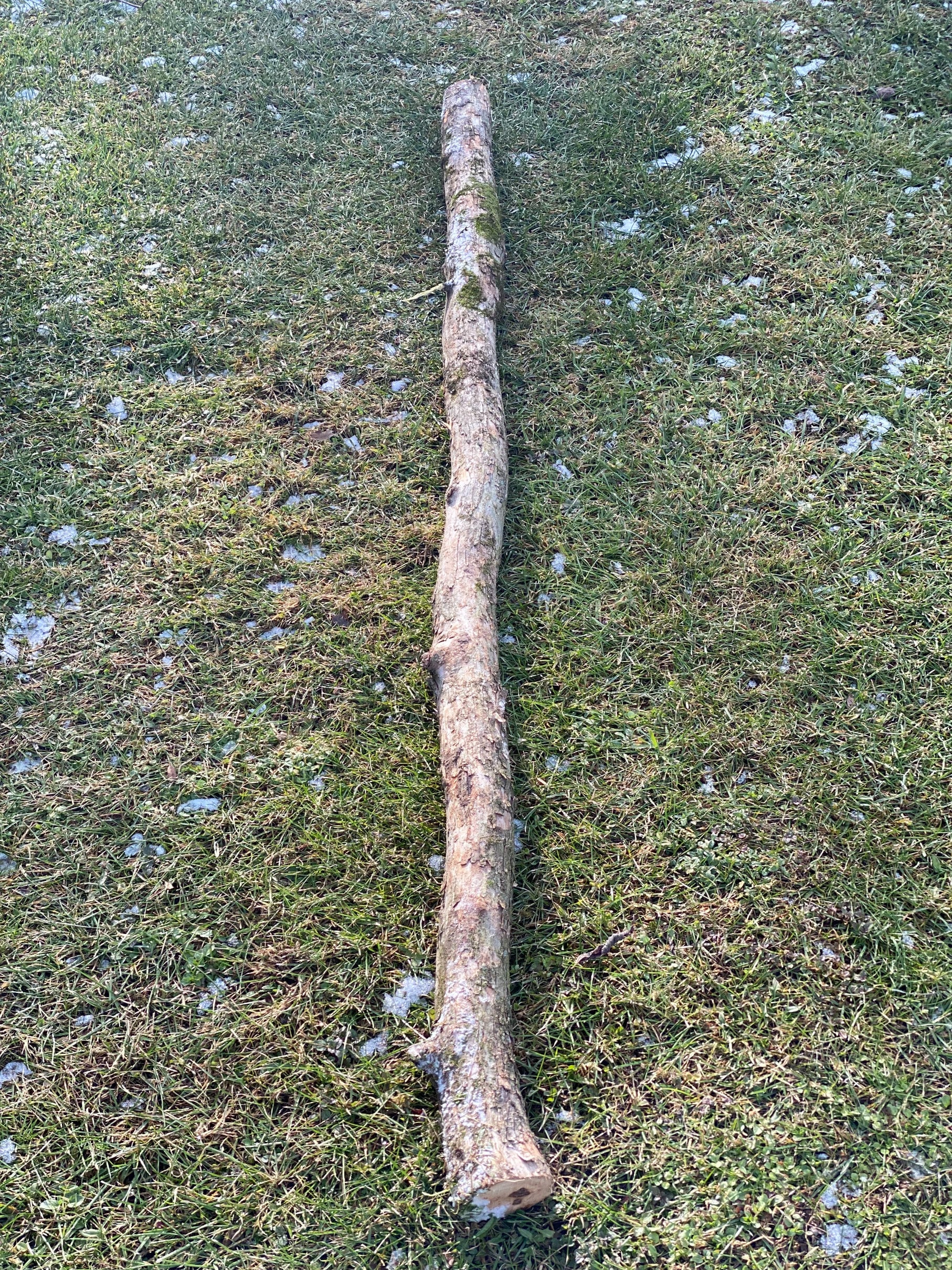 Ironwood Log, Hophornbeam, Approximately 55 Inches Long by About 2.5 Inches in Diameter