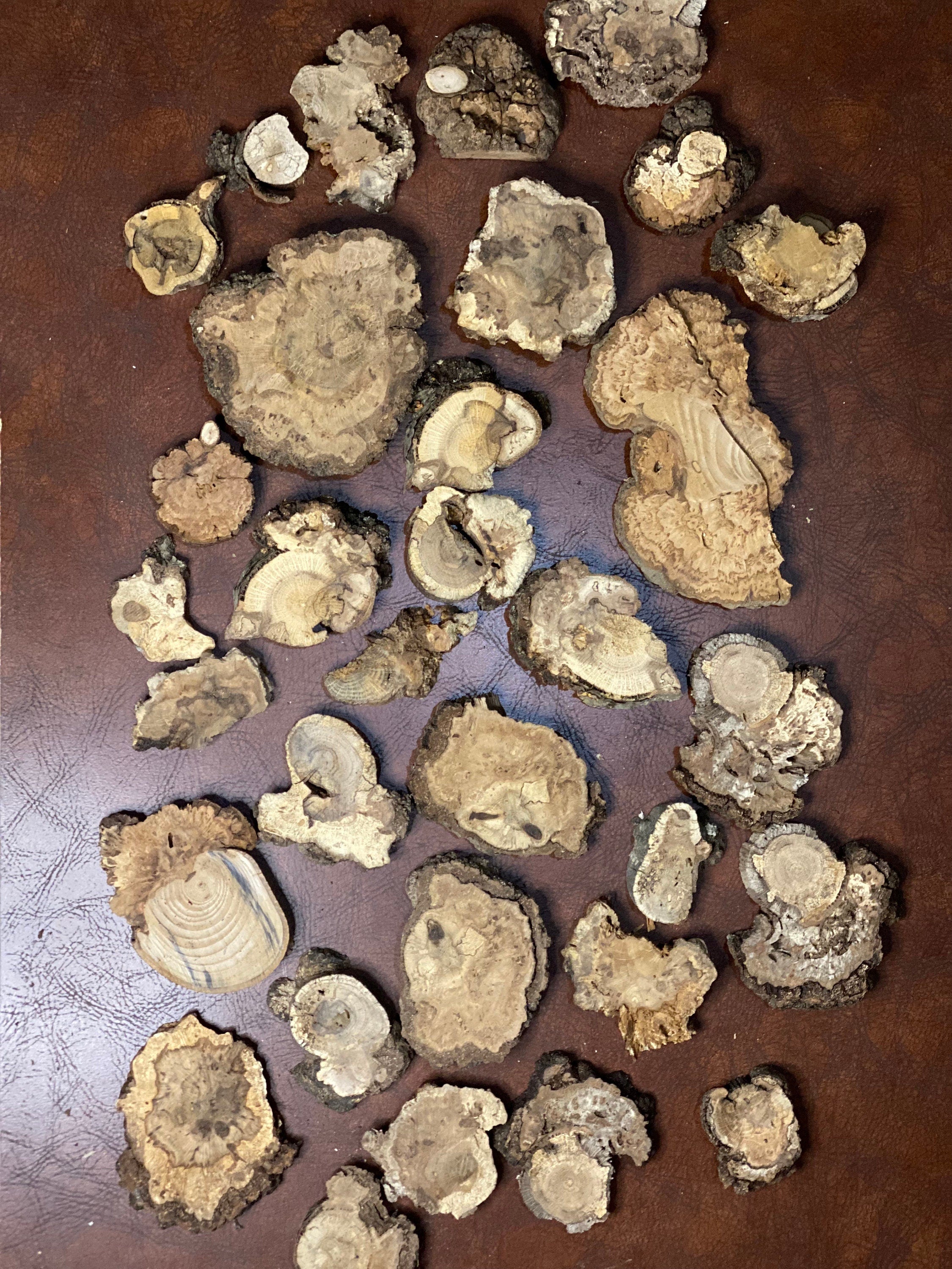 Burl Slices (Seconds), Random Assorted, Approximately One Pound, Sizes Vary