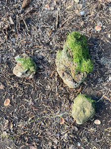 Live Moss Covered Stones, Holy Rocks, Approximately 2-5 Inches in Size