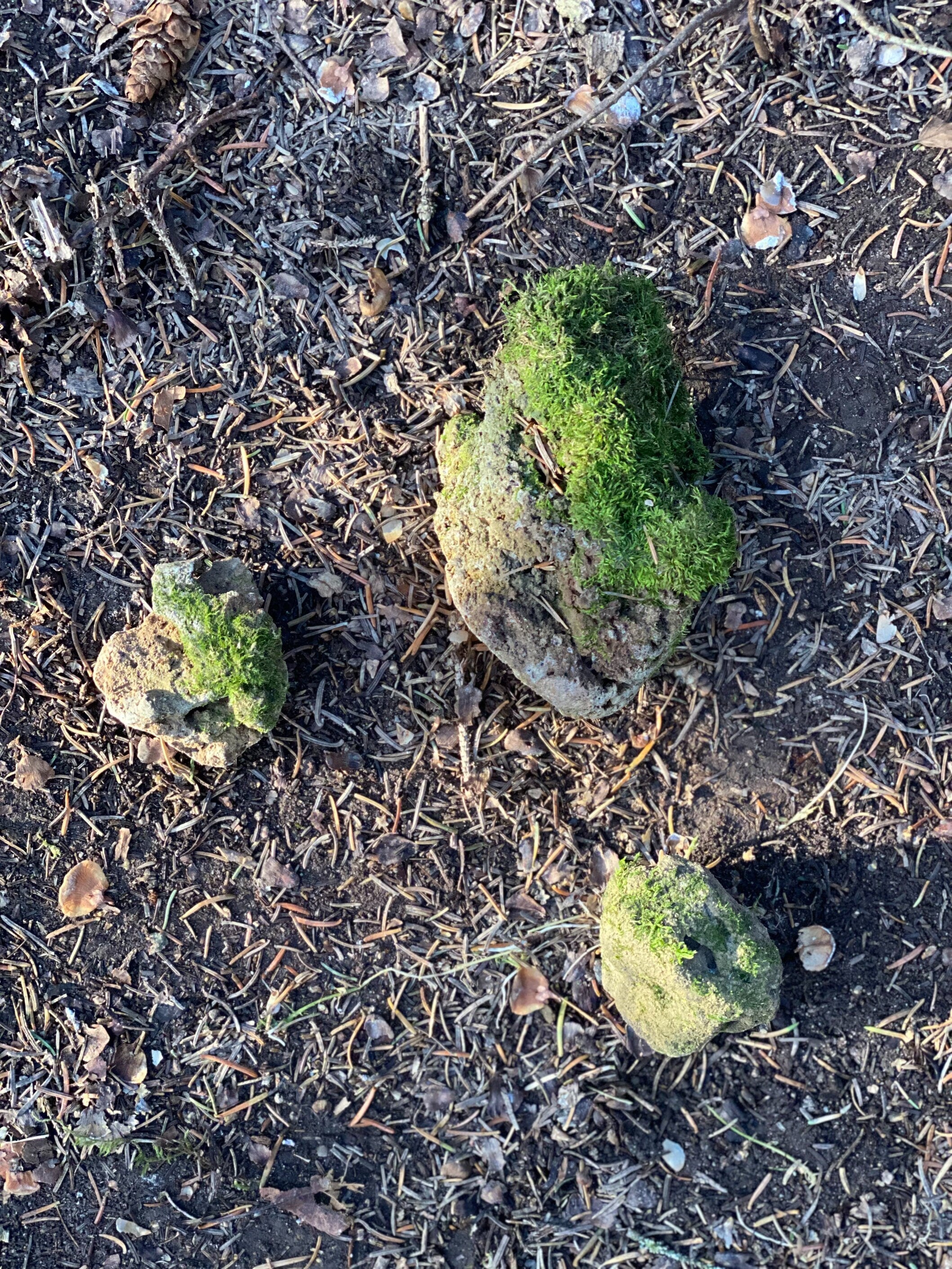 Live Moss Covered Stones, Holy Rocks, Approximately 2-5 Inches in Size