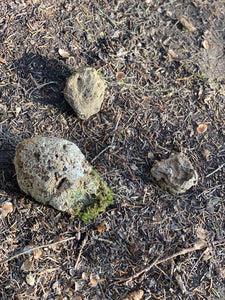 Live Moss Covered Stones, Holy Rocks, Approximately 2-5 Inches in Size