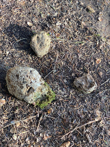 Live Moss Covered Stones, Holy Rocks, Approximately 2-5 Inches in Size