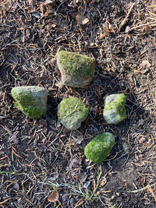 Mossy Rocks, Five Moss Covered Stones, About 1-2 Inches in Size