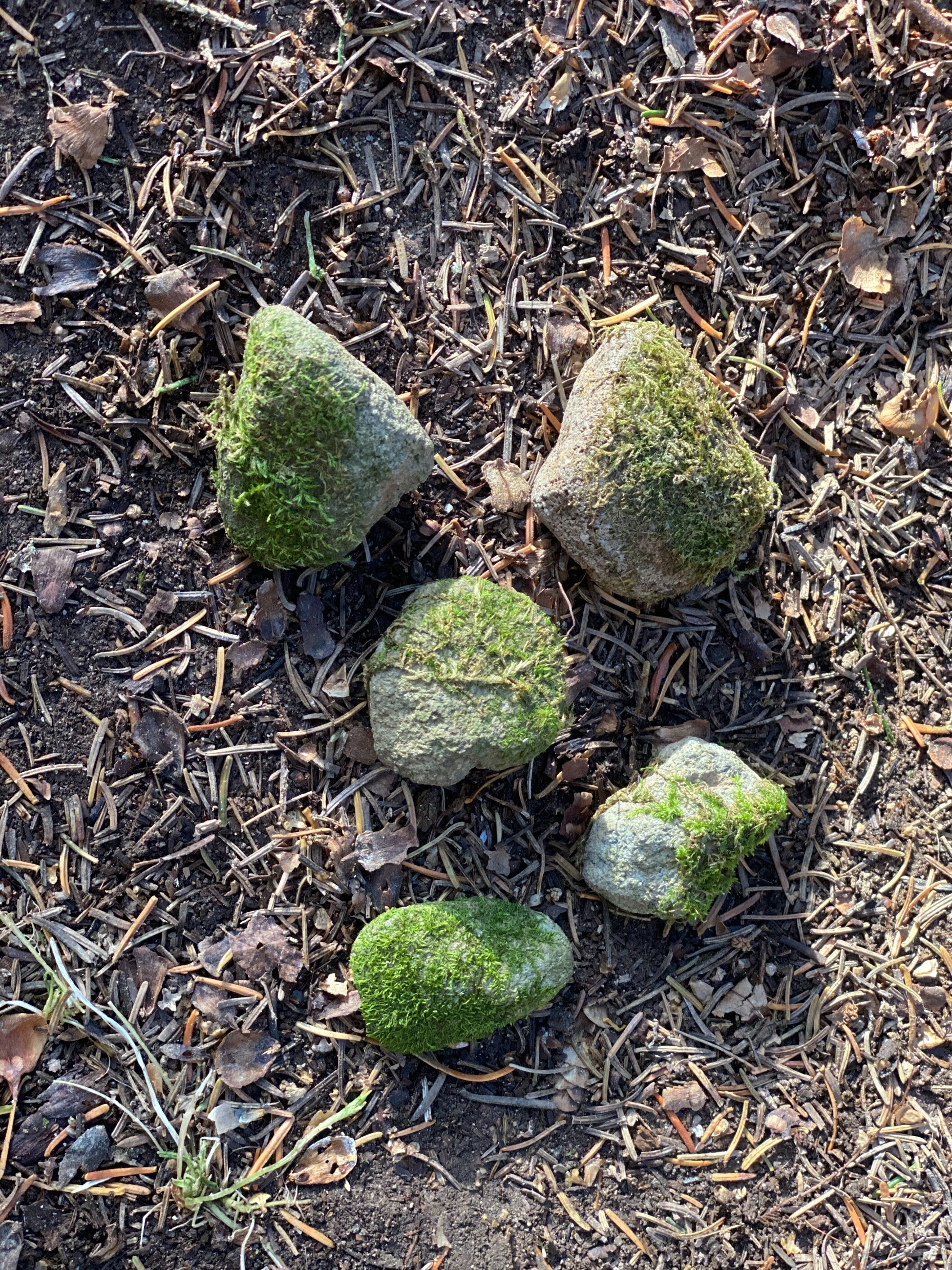 Mossy Rocks, Five Moss Covered Stones, About 1-2 Inches in Size