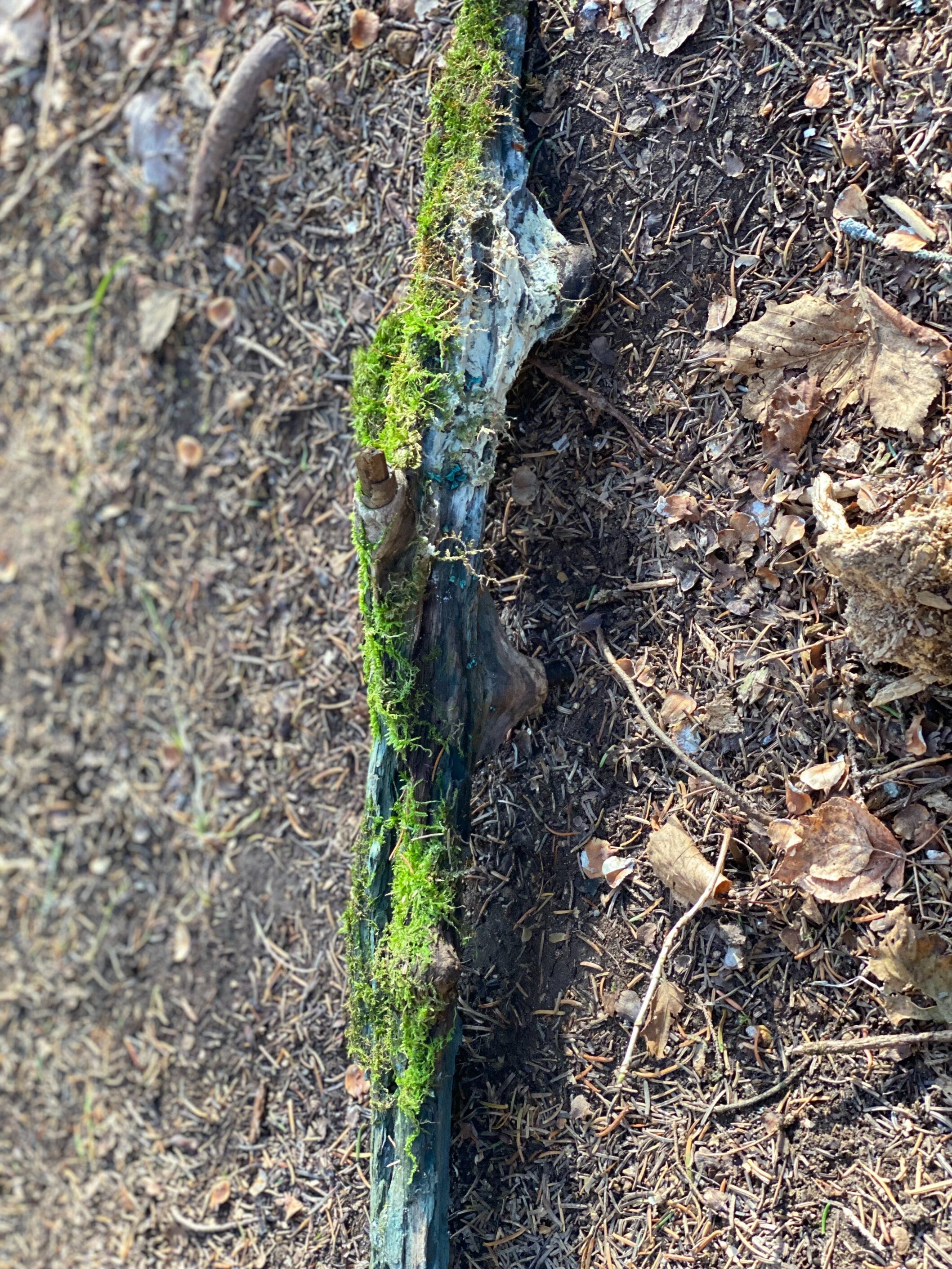 Live Moss on a Blue Colored Log, Mossy Log Approximately 20 Inches Long x 4 Inches Wide x About 2 Inches High