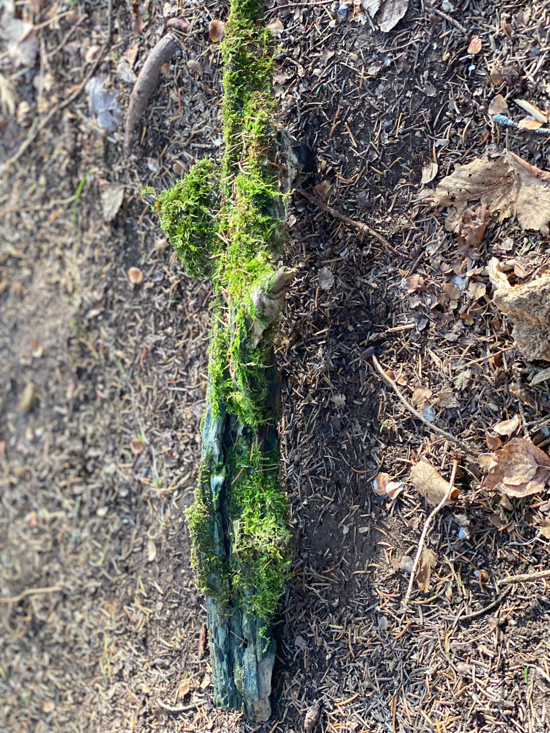 Live Moss on a Blue Colored Log, Mossy Log Approximately 20 Inches Long x 4 Inches Wide x About 2 Inches High