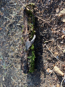 Live Moss Stick, Mossy Stick Approximately 9 Inches Long x 2 Inches Wide x About 2 Inches High