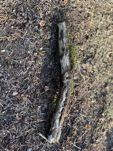 Live Moss Stick, Mossy Stick Approximately 11 Inches Long x 1 Inch Wide x About 1 Inch High