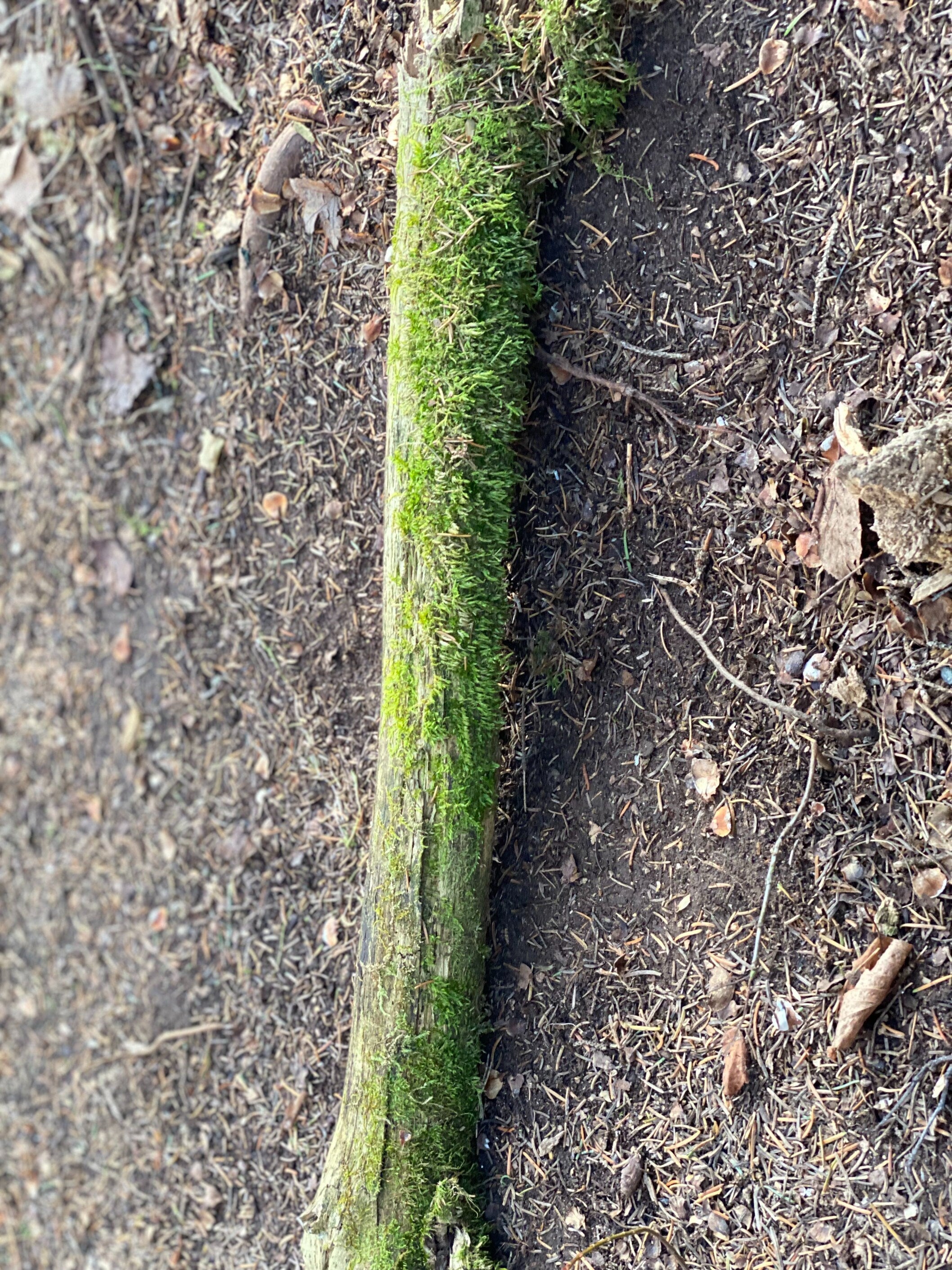Moss Covered Log, Mossy Log, 25 Inches Long by 3 Inches Wide and 2 Inches High