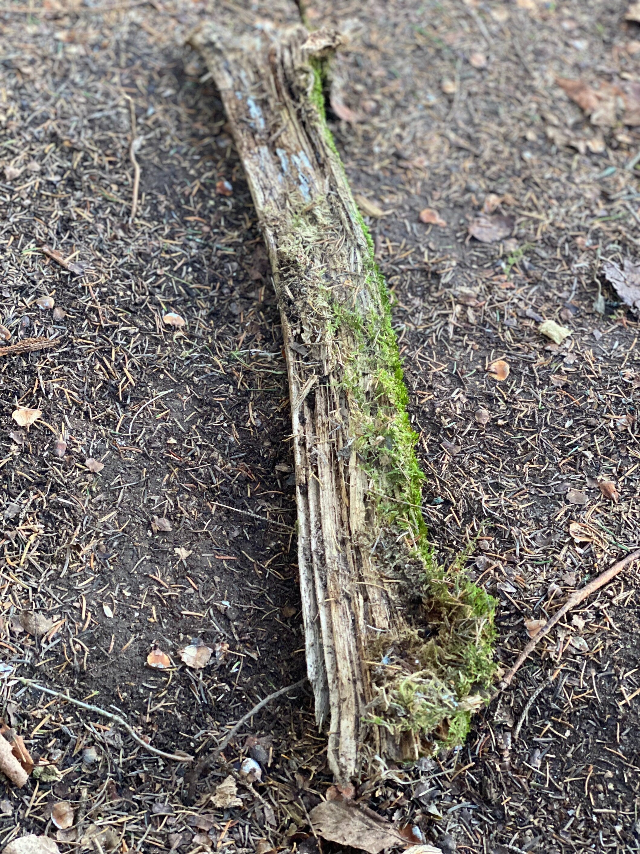 Moss Covered Log, Mossy Log, 25 Inches Long by 3 Inches Wide and 2 Inches High