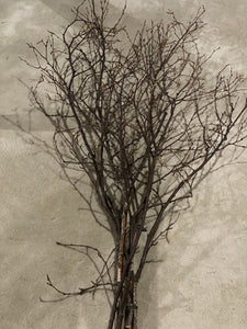 Six Unique Bundles of White Birch Branches with Purple Bark, Approximately 50-60 Inches in Length