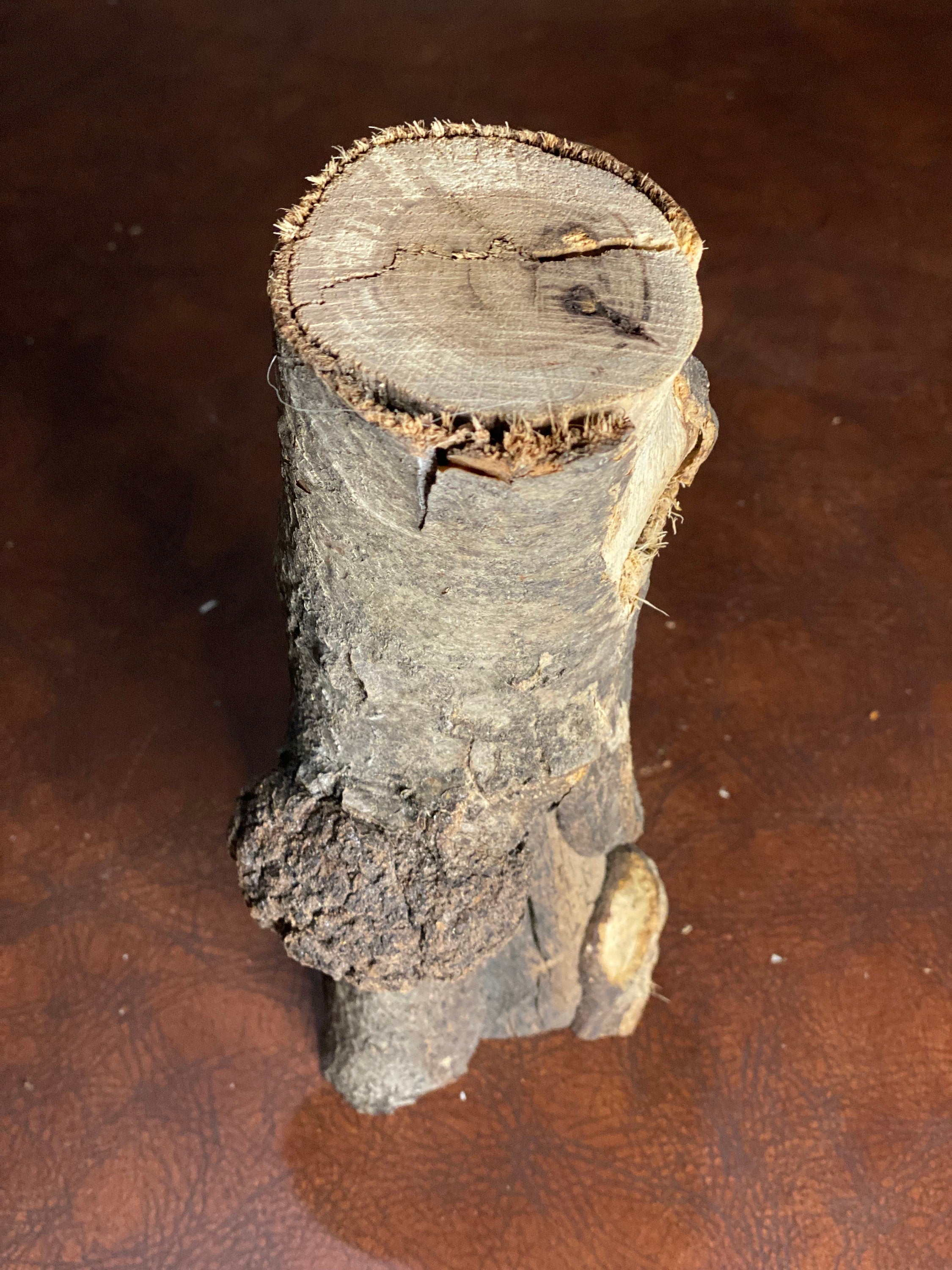 Burl, Oak Log with Burl, Fairy Garden, Approximately 9 by 3.5 by 2.5 Inches