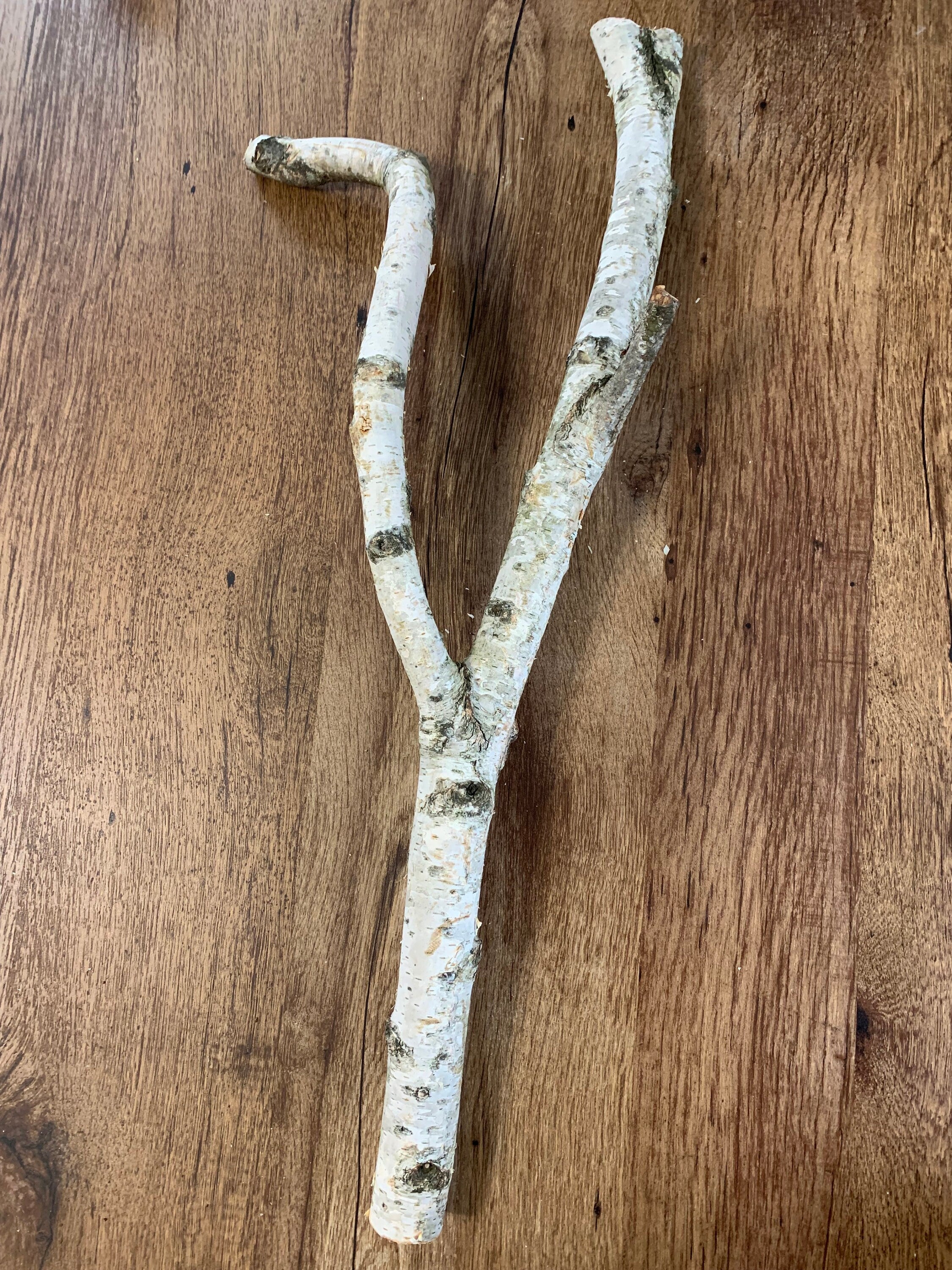 Unique White Birch Branch, Appx 26 inches long with a bent leg