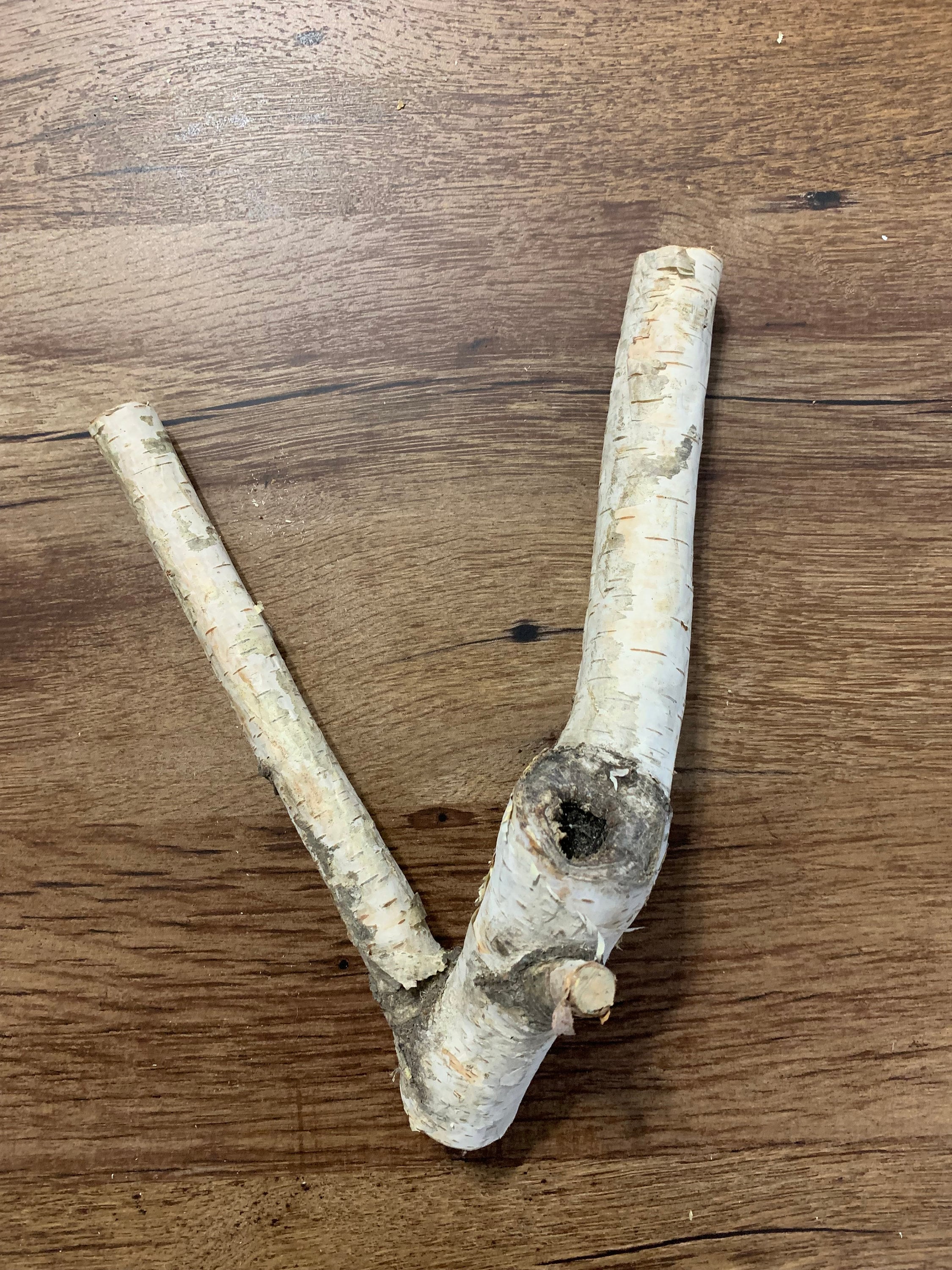 Unique White Birch Y Branch, Approximately 10 inches long x 7 inches wide
