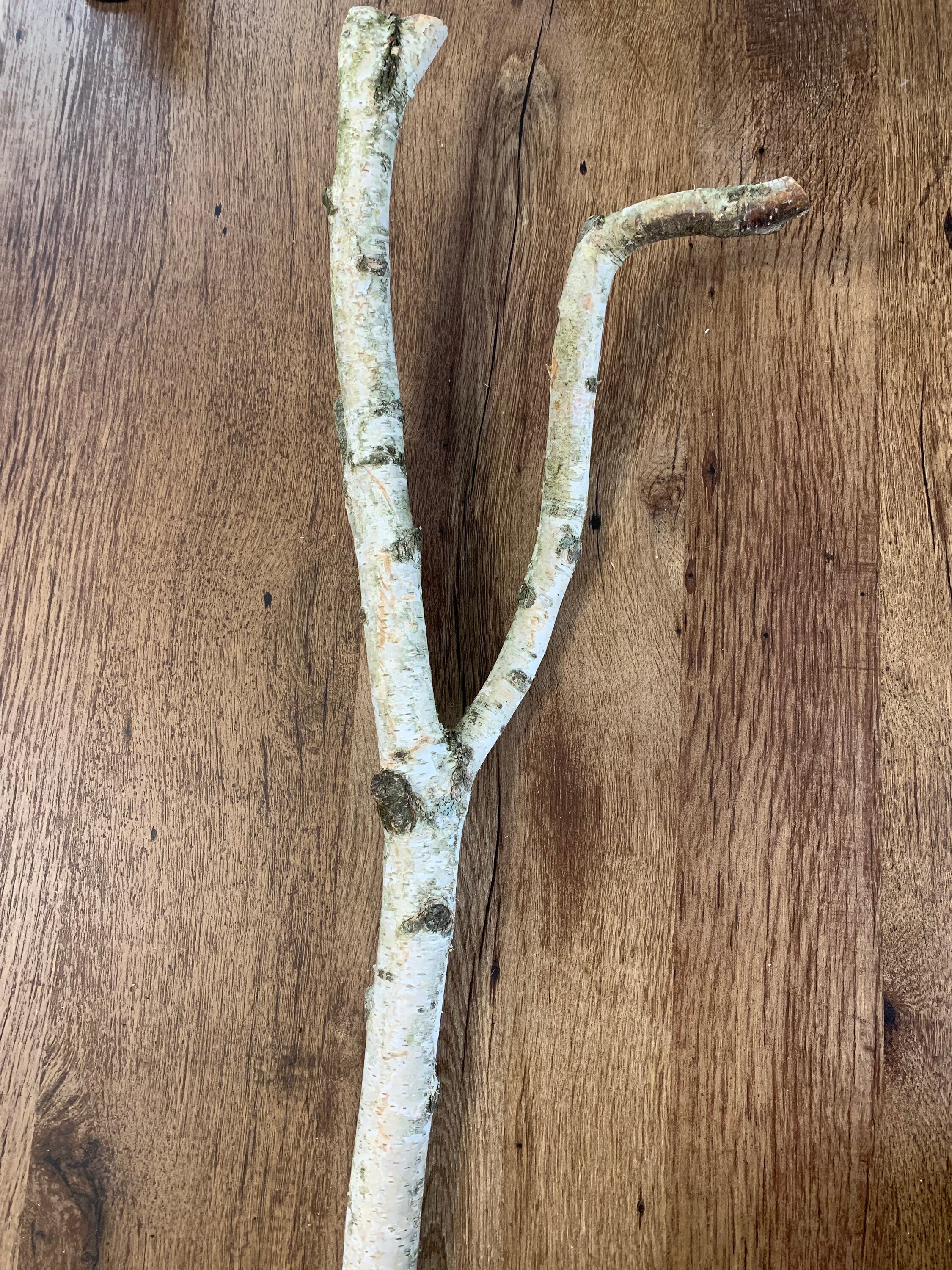 Unique White Birch Branch, Appx 26 inches long with a bent leg